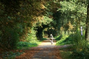 Amsterdamer Wald, foto Edwin Pijpe