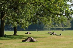 Amsterdamer Wald. Foto Edwin Pijpe