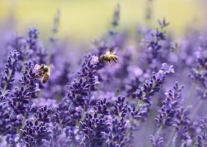 Bienen im Bollenstreek. Foto Pixabay
