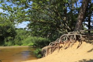 Mangrove in Twente. Foto Sybylle Kroon
