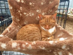 Tijger - Foto Sybylle Kroon