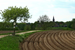 aspergevelden im nord-limburg. foto Sybylle Kroon