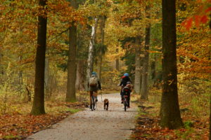 Veluwe. Foto Sybylle Kroon