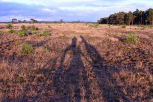 Veluwe - Heidefeld im Herbst. Foto Sybylle Kroon