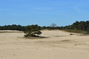 Sandverwehrung Veluwe, foto Pixabay