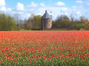 ruine teylingen bollenstreek