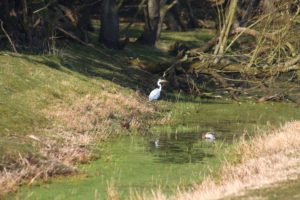 natuur in de waterleidingduinen vlakbij bollenstreek