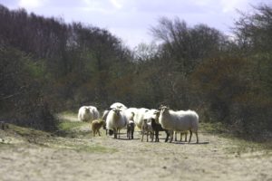schapen in waterleidingduinen