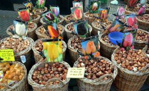 bollen uit de bollenstreek