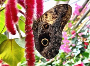 hortus botanicus leiden